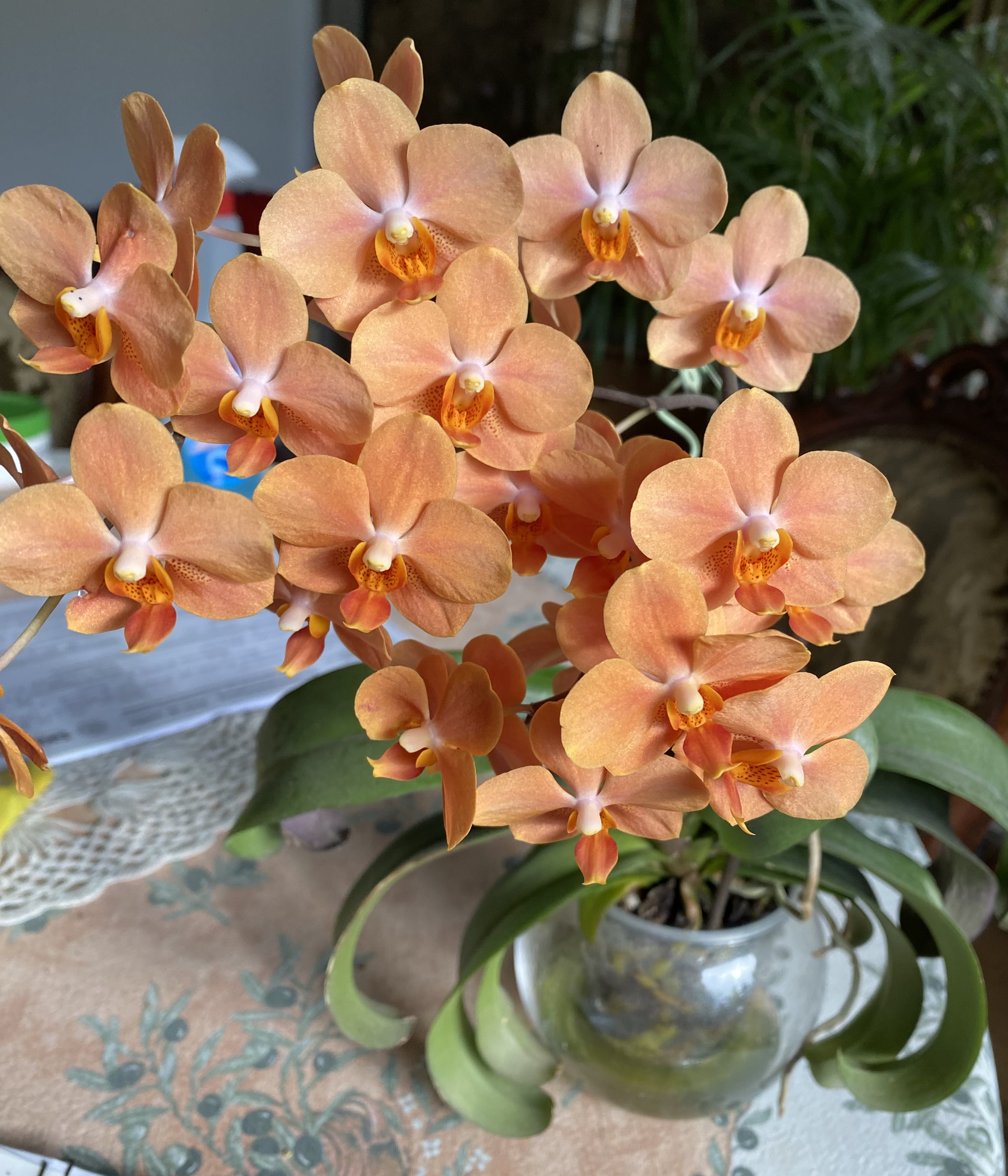 orchidee 22